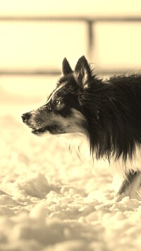 Szary + Sepia