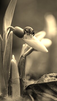 Szary + Sepia