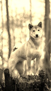 Sepia