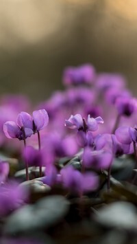 Oryginalny obrazek
