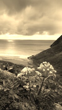 Sepia