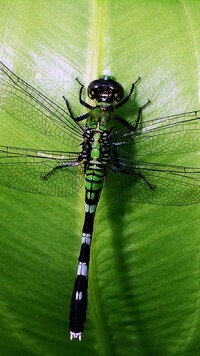 Oryginalny obrazek