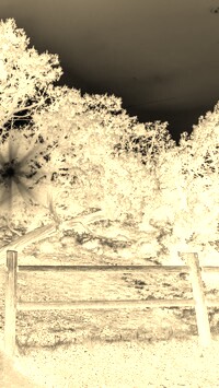 Sepia + Negatyw