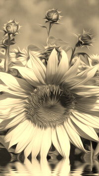 Szary + Sepia