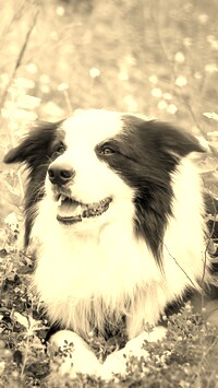 Szary + Sepia