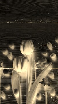 Sepia + Negatyw