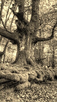 Szary + Sepia