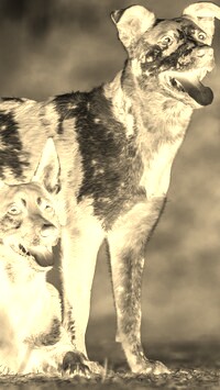 Sepia + Negatyw