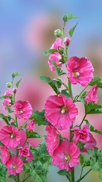 Oryginalny obrazek