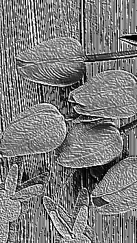 Skamielina