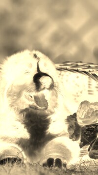 Sepia + Negatyw