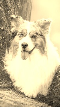 Szary + Sepia