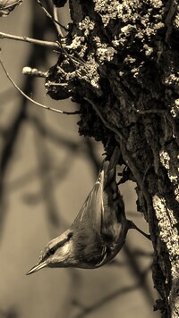 Sepia