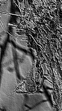Skamielina