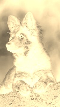 Sepia + Negatyw