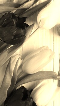 Szary + Sepia