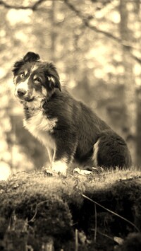 Szary + Sepia