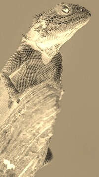 Sepia + Negatyw