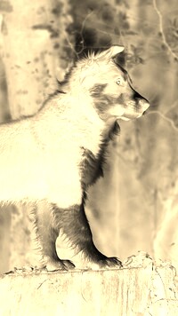 Sepia + Negatyw