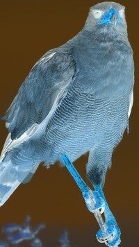 Negatyw