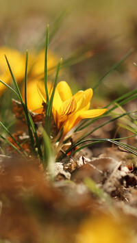 Oryginalny obrazek