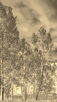 Sepia + Negatyw