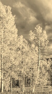 Szary + Sepia