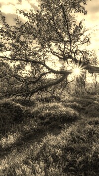 Sepia