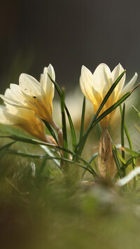 Oryginalny obrazek