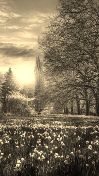 Szary + Sepia