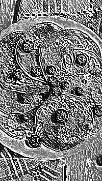 Skamielina