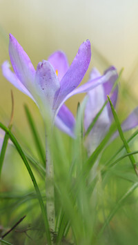 Oryginalny obrazek
