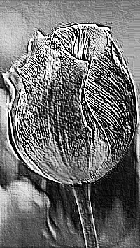 Skamielina