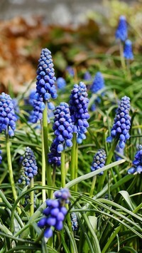 Oryginalny obrazek