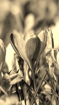 Szary + Sepia