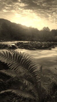 Sepia