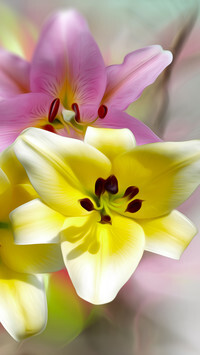 Oryginalny obrazek