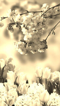 Sepia