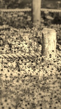 Szary + Sepia