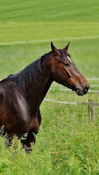 Oryginalny obrazek