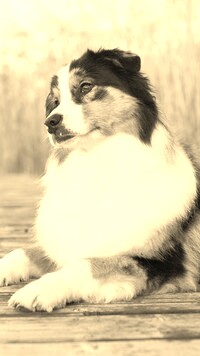 Szary + Sepia