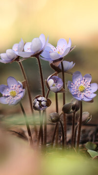 Oryginalny obrazek