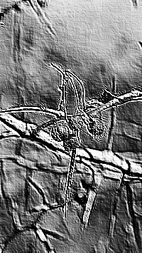 Skamielina