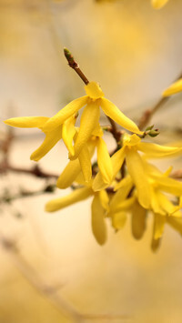 Oryginalny obrazek