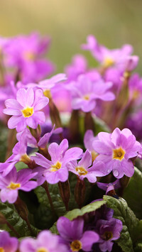 Oryginalny obrazek