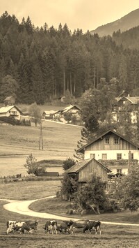 Szary + Sepia