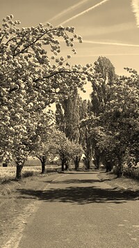 Szary + Sepia