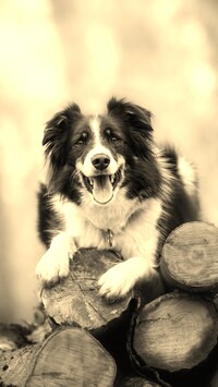 Szary + Sepia