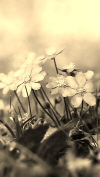 Szary + Sepia