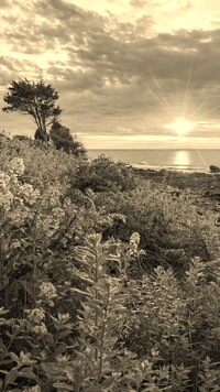 Szary + Sepia